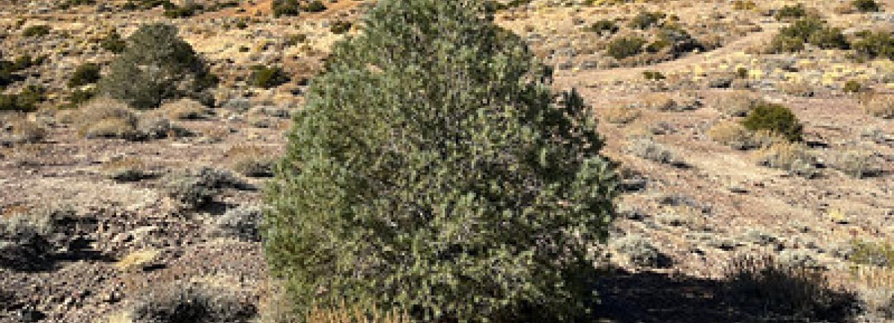 An evergreen on a hill side in the great basin.