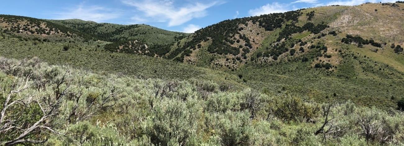 Proposed quarry area looking northeast. (Photo courtesy of Catena 2020)