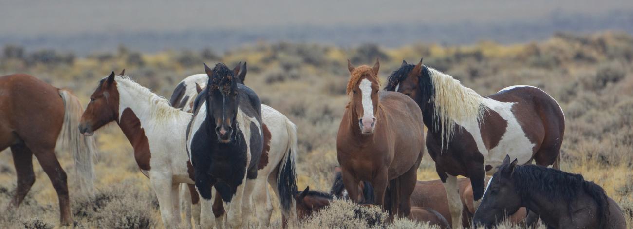 Several wild horses of various colors stand in an open sagebrush landscape.