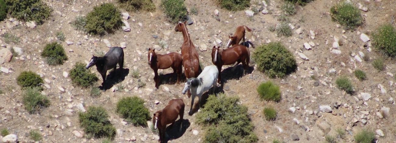 2023 Centennial Herd Management Area Wild Horse Gather. Horse look up at a camera.