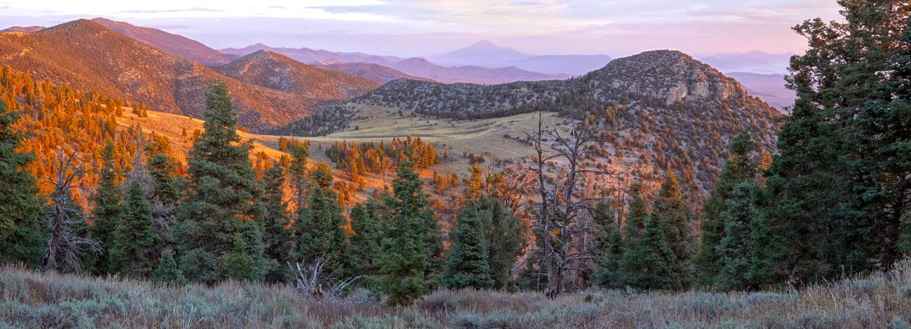 Shrubs on a rolling hill open up to a mountain valley with pine trees with orange sunset rays beaming down on branches.