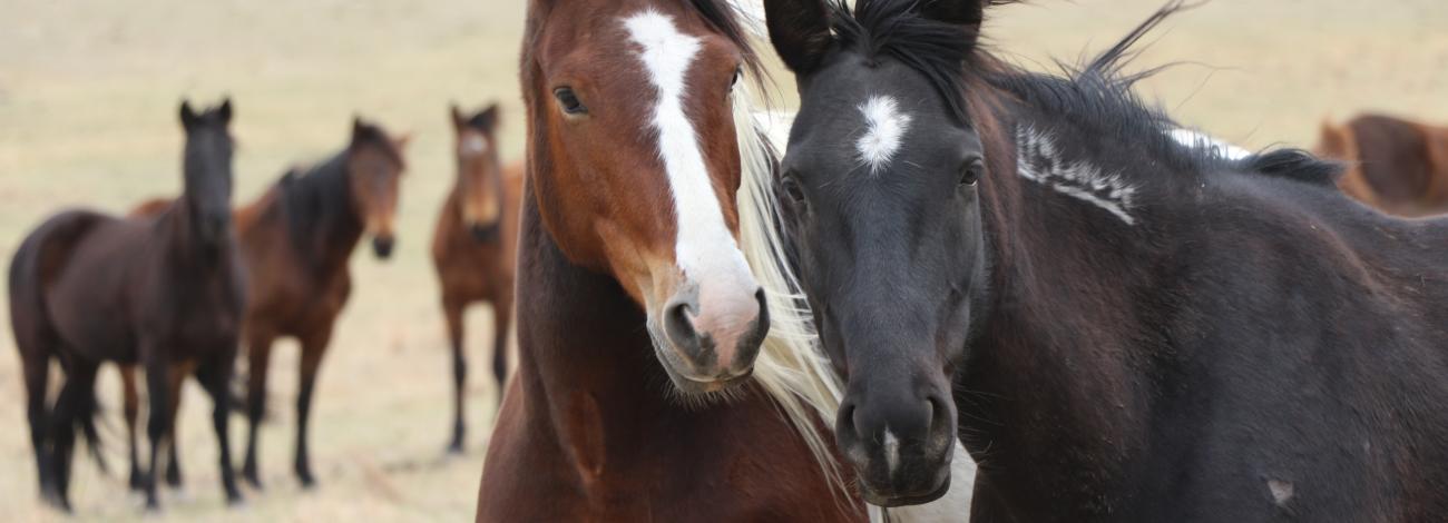 Two horses touch muzzles with a group in the background.