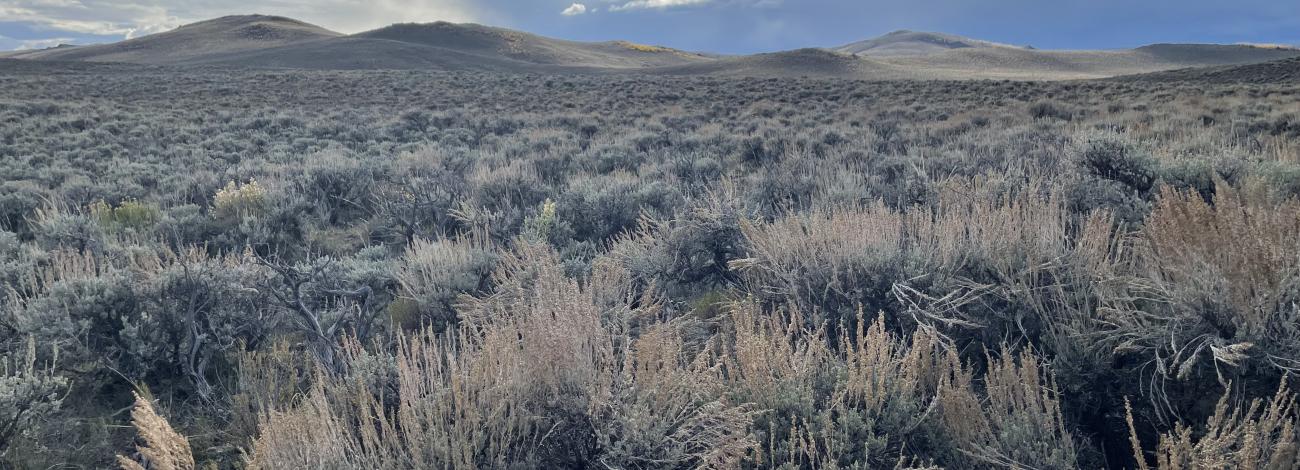 BLM lands provide important sagebrush habitat for the Gunnison sage-grouse. Photo: Kathy Broadhead