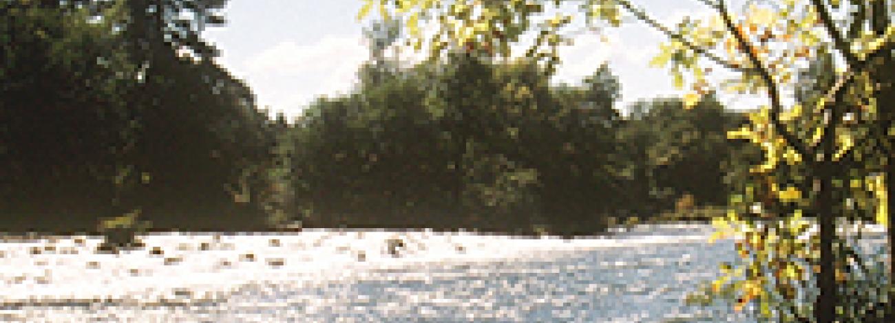 River with trees on the edge.