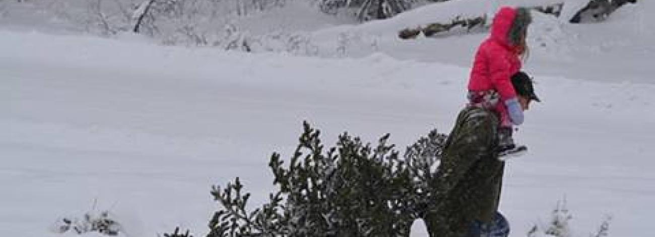 A person dragging a cut tree across snow with a forest in the background.