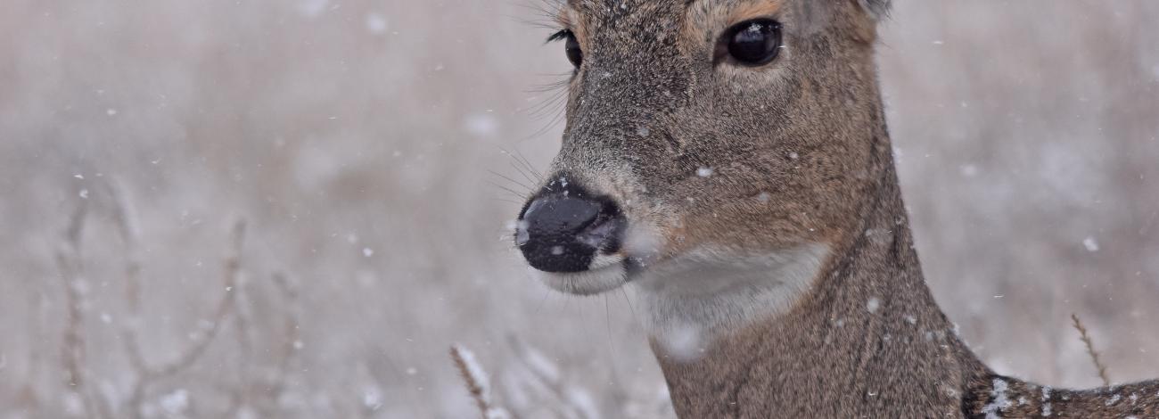 A photo of a mule deer doe with some snow on her head. 