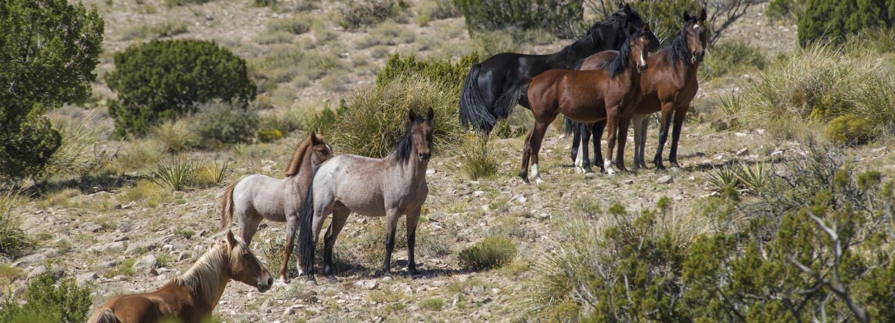 Wild Horses in Socorro and Catron Counties, New Mexico.