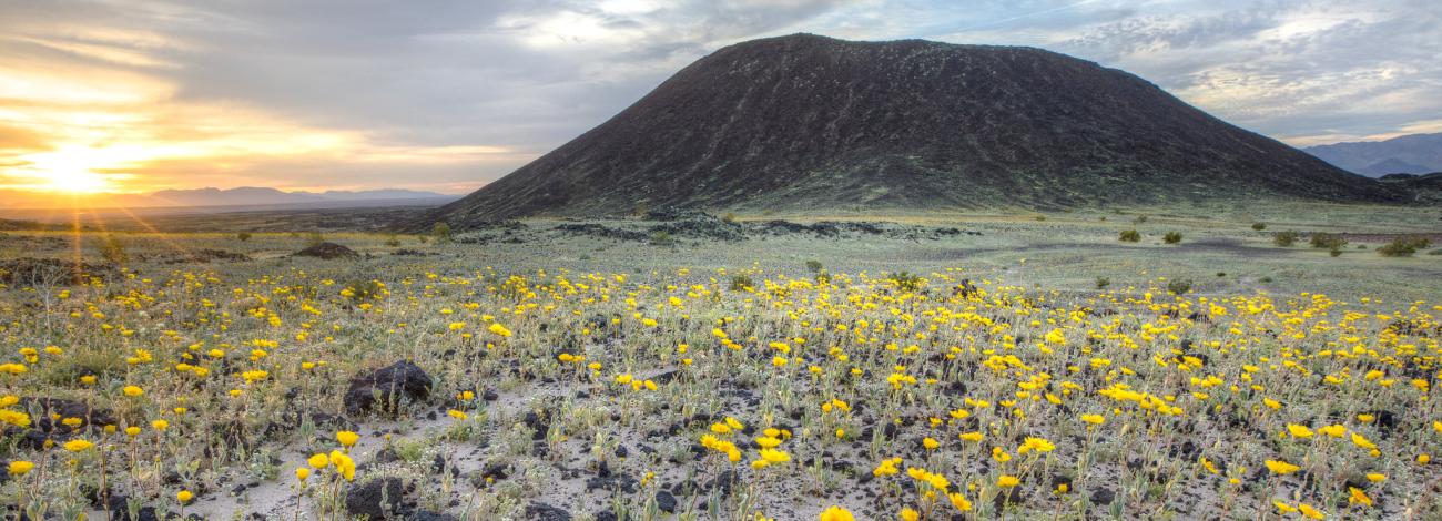A volcanic crater looms over a desert floor carpeted in yellow flowers . The sun sets in the back ground. 