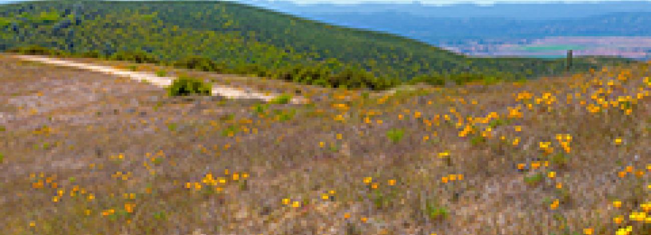 Williams Hill with wildflower blooms