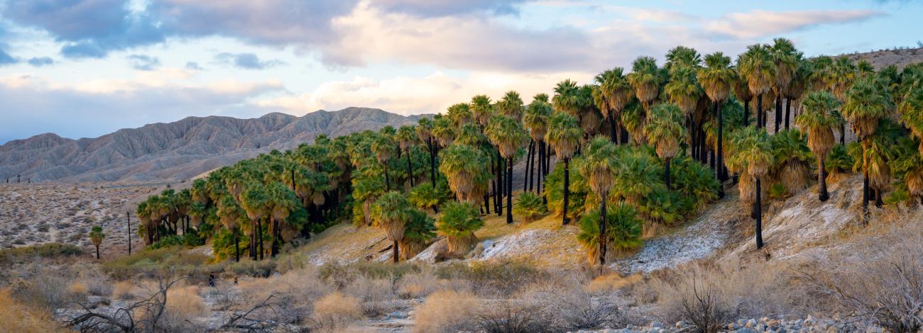 A line of palm trees in a desert. Large clouds pass overhead