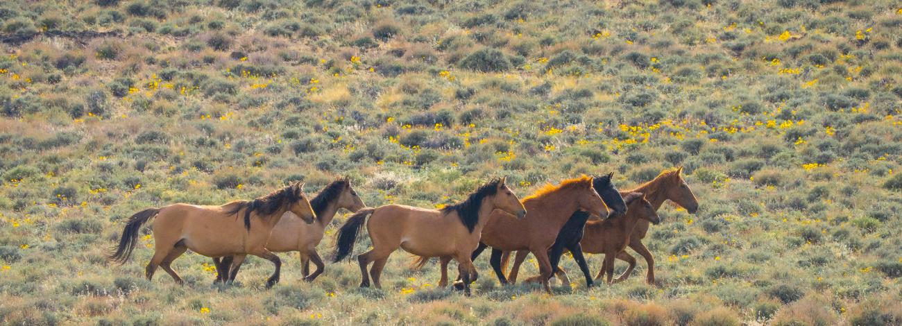 Horses running across the high desert