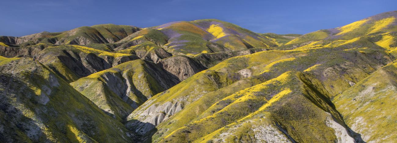 Tall hills with colorful flowers