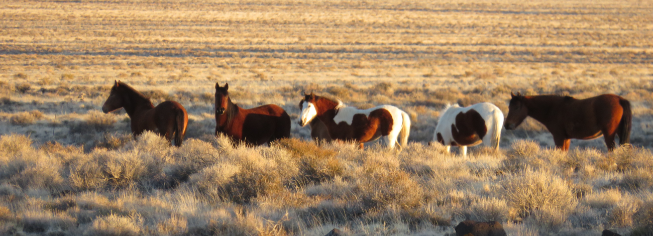 Group of wild horses on the Nevada Wild Horse Range