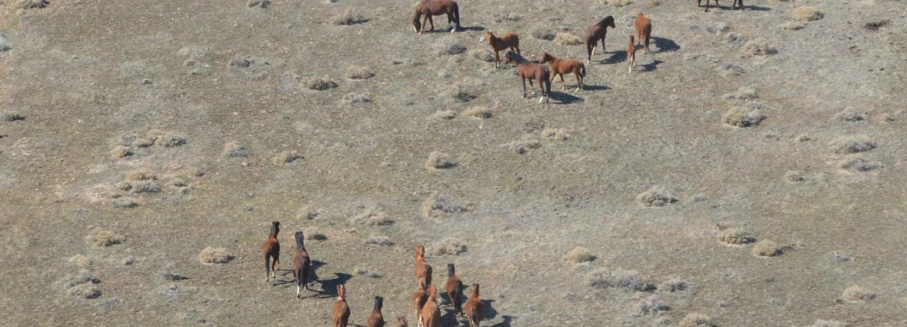 Wild horses on public land in East Pershing Complex.