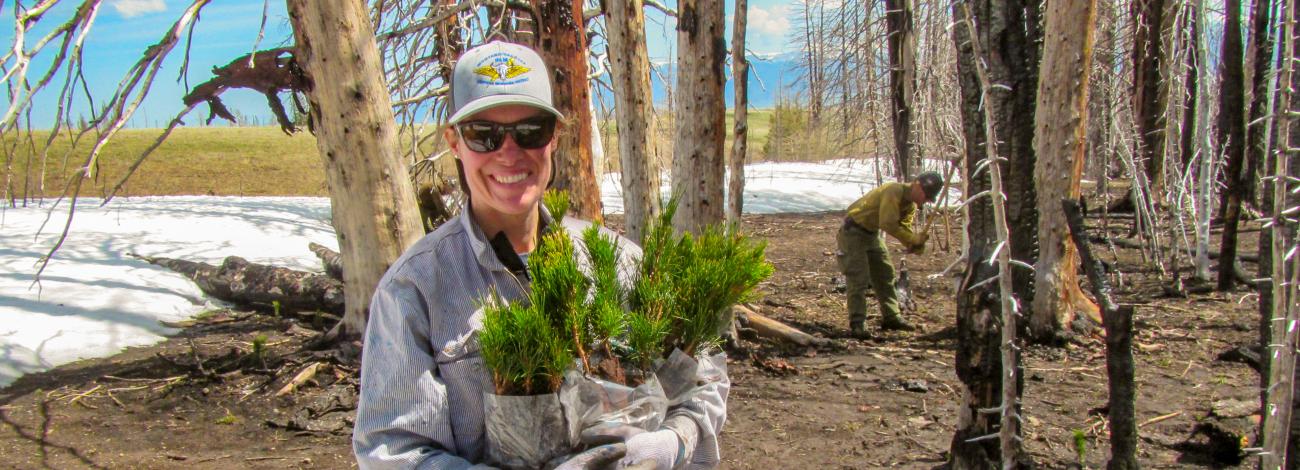 Vet Crew member holding White Pine seedlings with fellow crew member planting seedlings in the background during restoration project in Big Hole area in Montana.
