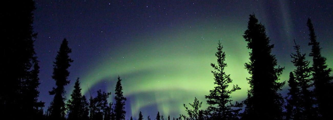 Northern lights behind spruce trees.