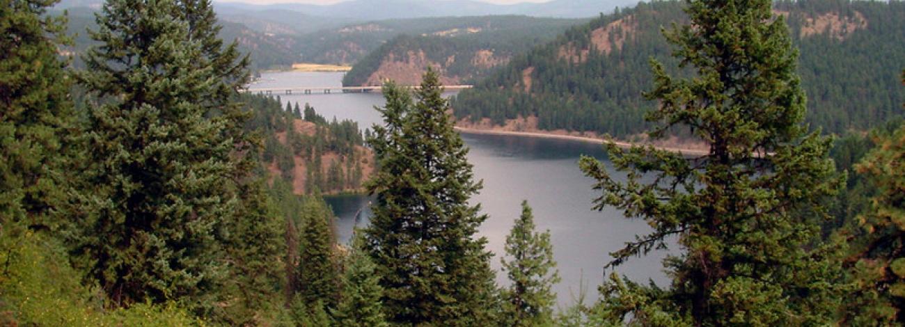 Trees overlooking Beauty Bay