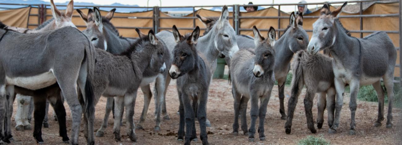 Wild burros stand in a corral.