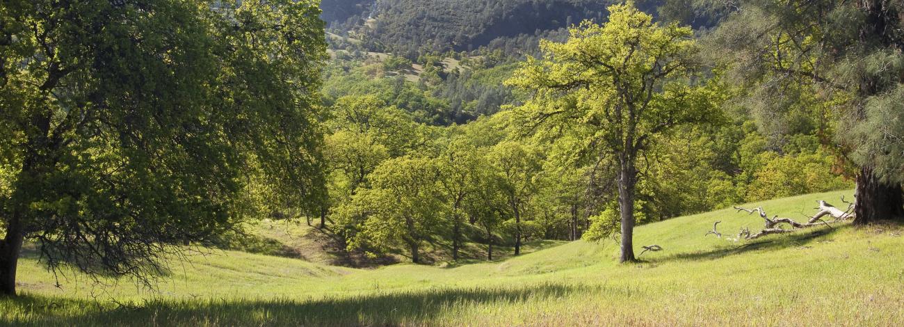 Large valley oaks frame a view of a deep canyon.