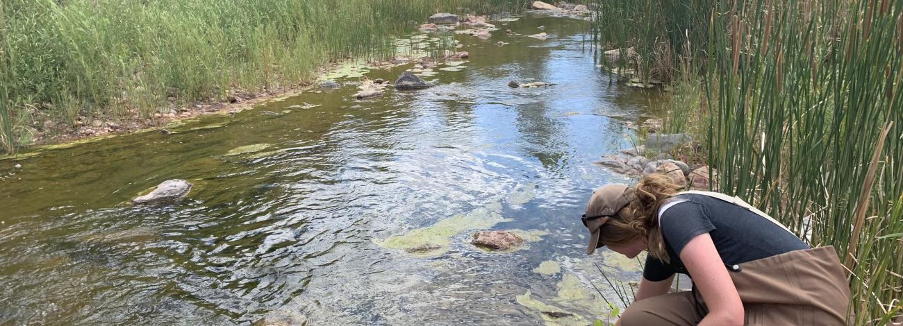 Looking for harmful algae mats on North Creek, Zion National Park. Credit Hannah Bonner.