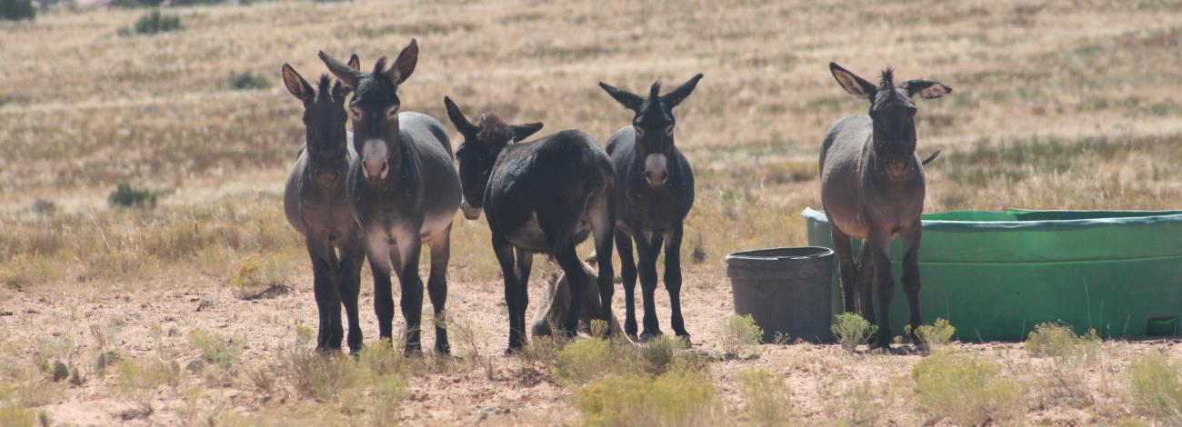 Wild burros near a watering area in the Canyonlands Herd Management Area.
