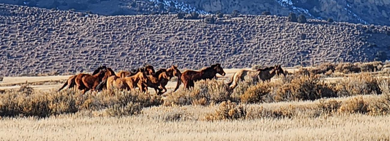 Wild horses on East Pershing Complex range land.