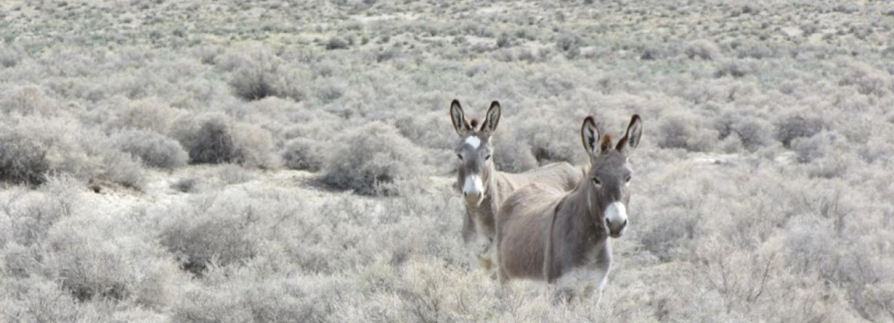 Two burros in the sage brush