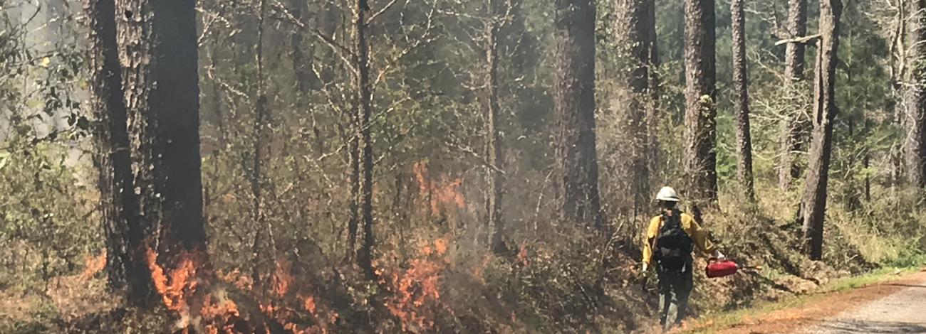 A BLM firefighter walks along a road, with flames are seen in the woods on the same side of the road during a prescribed burn.
