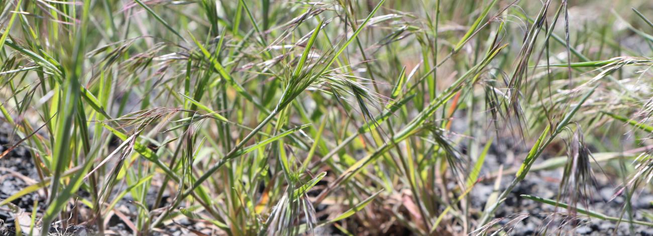 Cheatgrass sprouts in bare ground