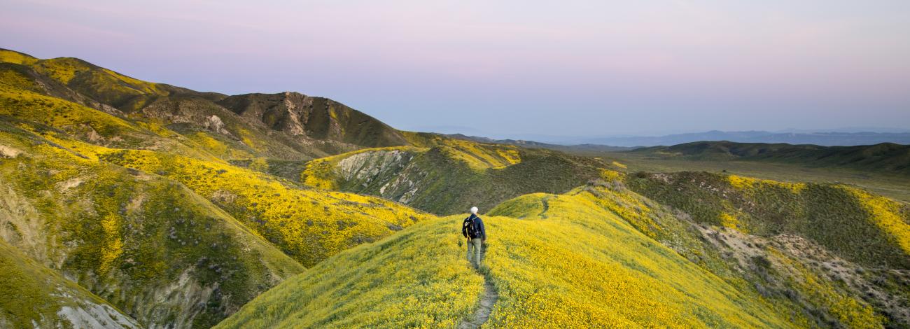 A man walks through a mountain covered with yellow flowers