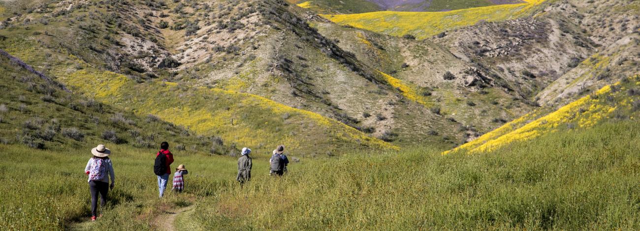 A group of people hike through hills covered in wildflowers