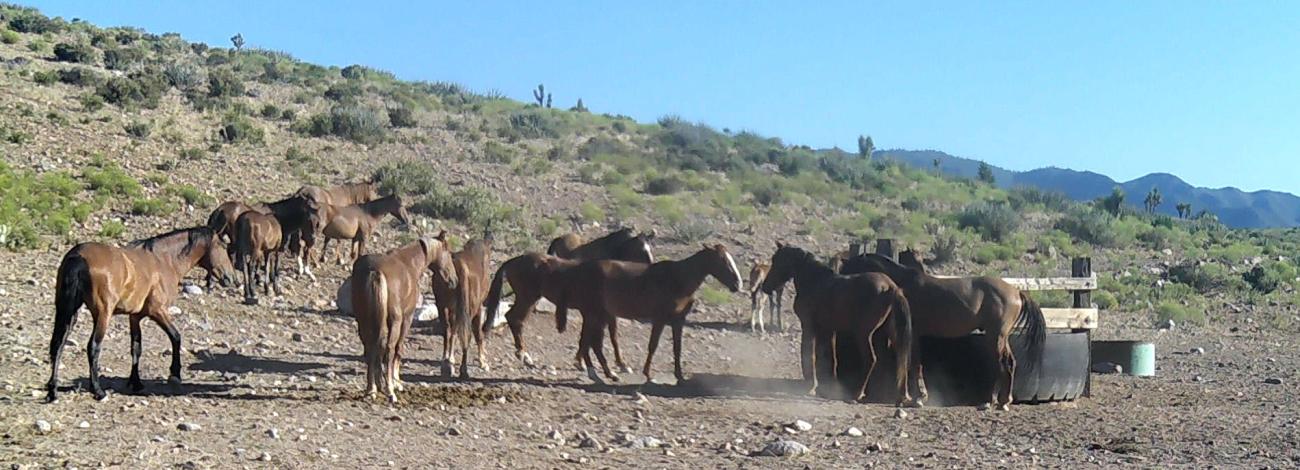 Wild horses in the Caliente Complex gather around a water source.