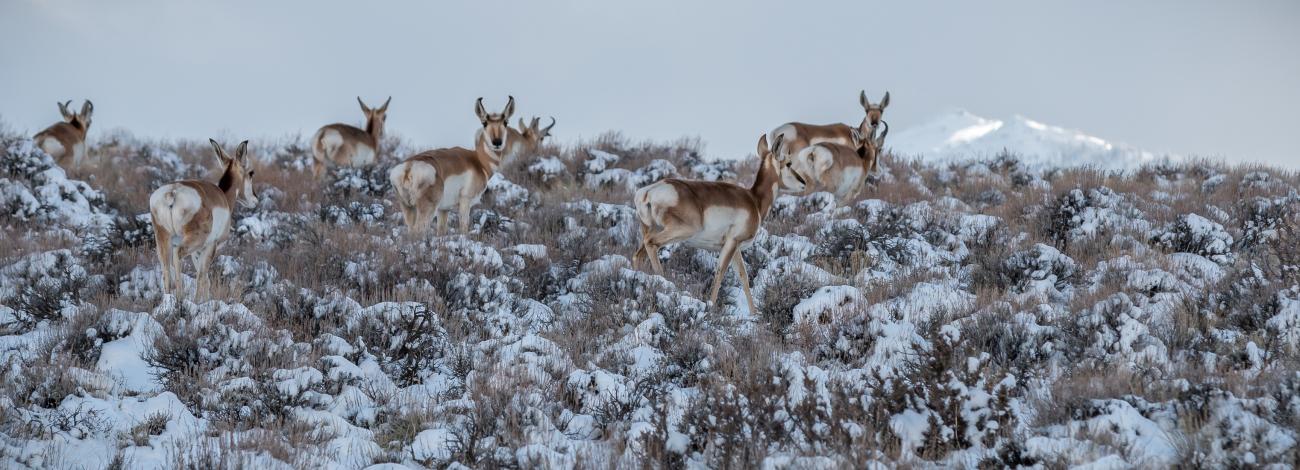 A herd of pronghorn wander through snowy rangeland