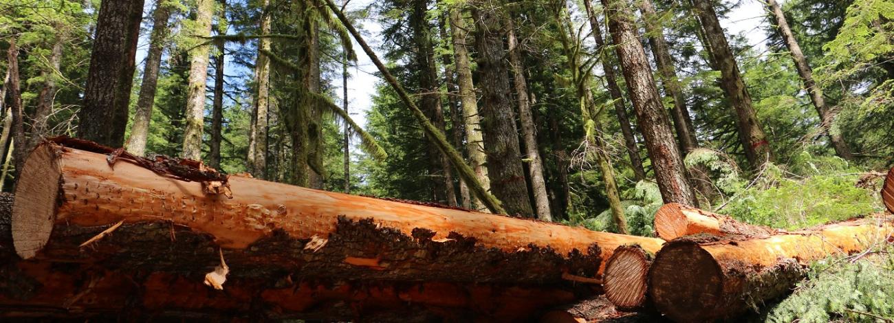cut logs shown as part of a timber thinning demonstration at Gordon Creek, which is a part of the Lower Sandy River Watershed, east of Portland