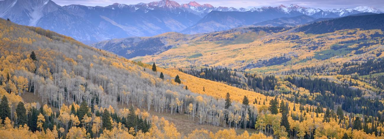A forest of many yellowing aspen trees along a mountain range. 