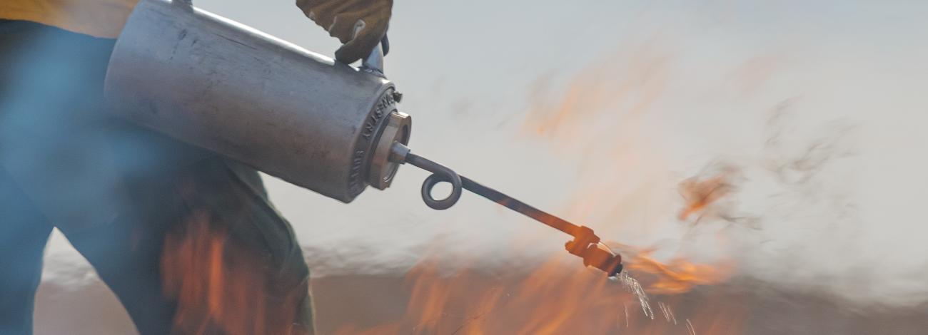 Person holding a drip torch on a prescribed fire. 