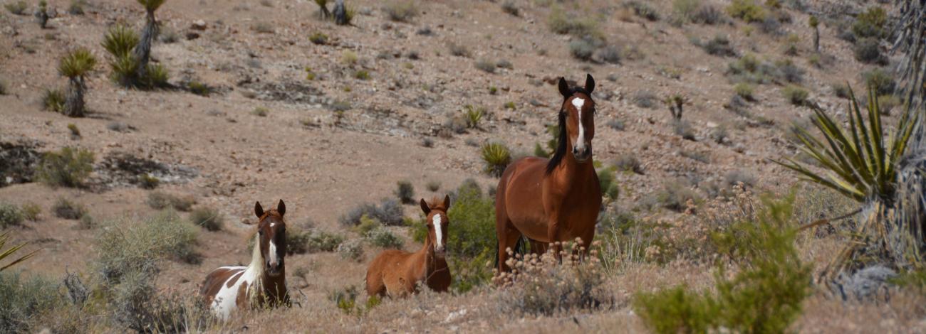 Three wild horses in the Red Rock Herd Management Area