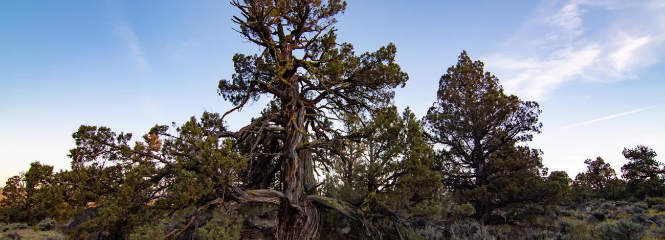 Pinyon-Juniper landscape in Bears Ears Buttes in Utah