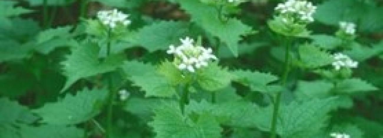 A photo of Garlic Mustard, a weed with thin green stalks, leaves with jagged edges, and small white flowers at the top. 