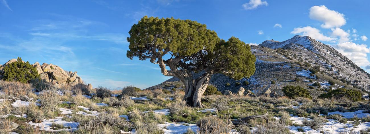 bluebird sky day with patches of snow on a rocky slope. A tree and mountain take the forefront.