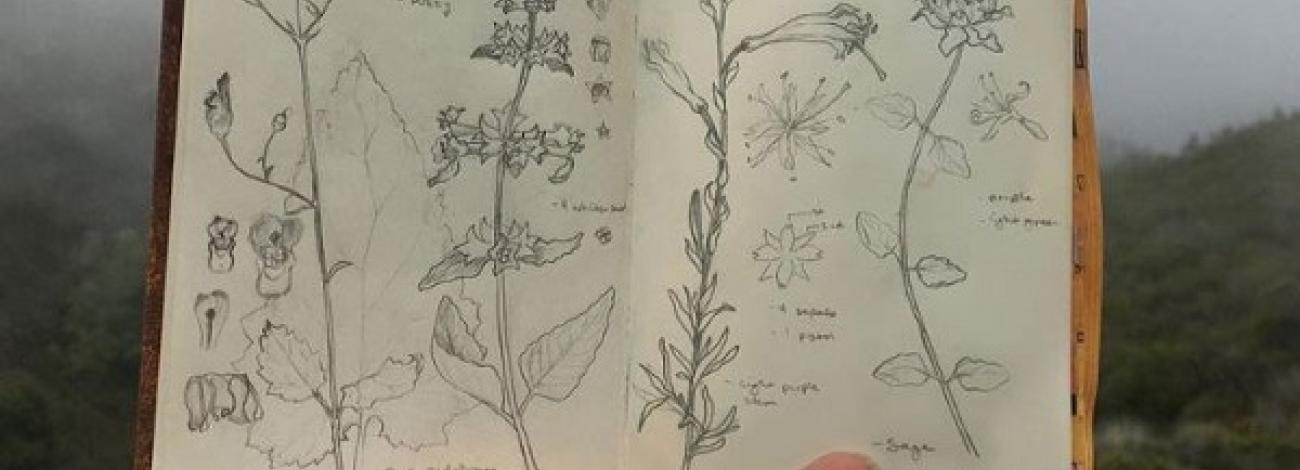 A range of plant identifications in Big Sur in graphite. Photo courtesy of Serena Richelle.