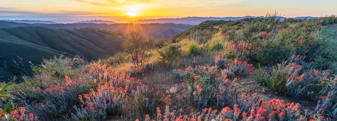 Red Flowers on a ridge at sunrise