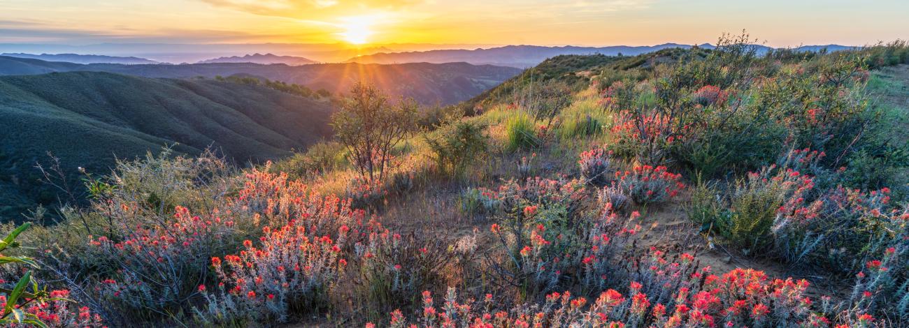 Red Flowers on a ridge at sunrise