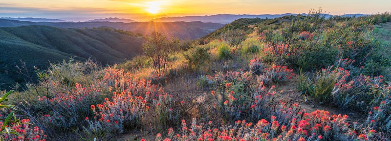 Red flowers on a ridge at sunrise