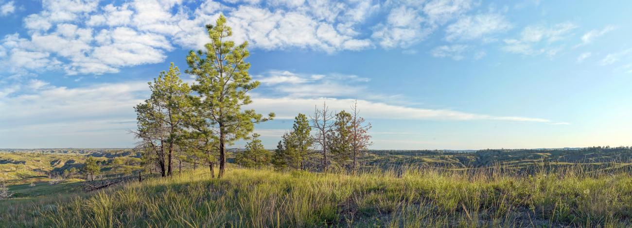 young green pine trees atop a green hill with rolling green hills in the back on a blue sky day with some spotted clouds
