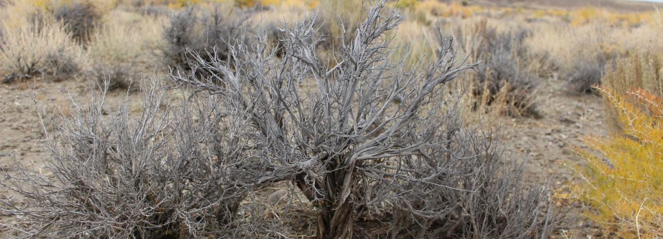 Sagebrush