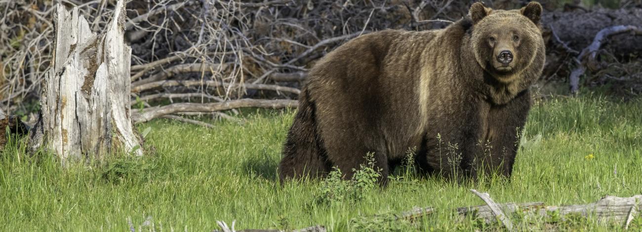 A robust grizzly walking through a forested landscape.