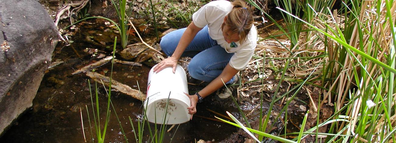 A BLM biologist releases desert pupfish in an aquatic habitat.