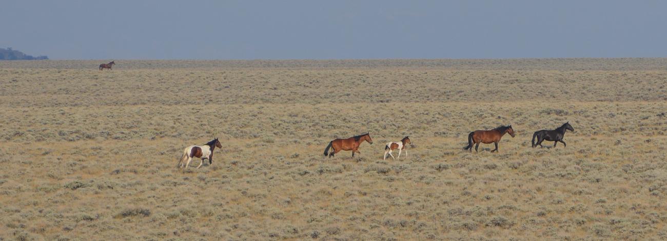 Several horses of various colors walk across a shrubby, open landscape.