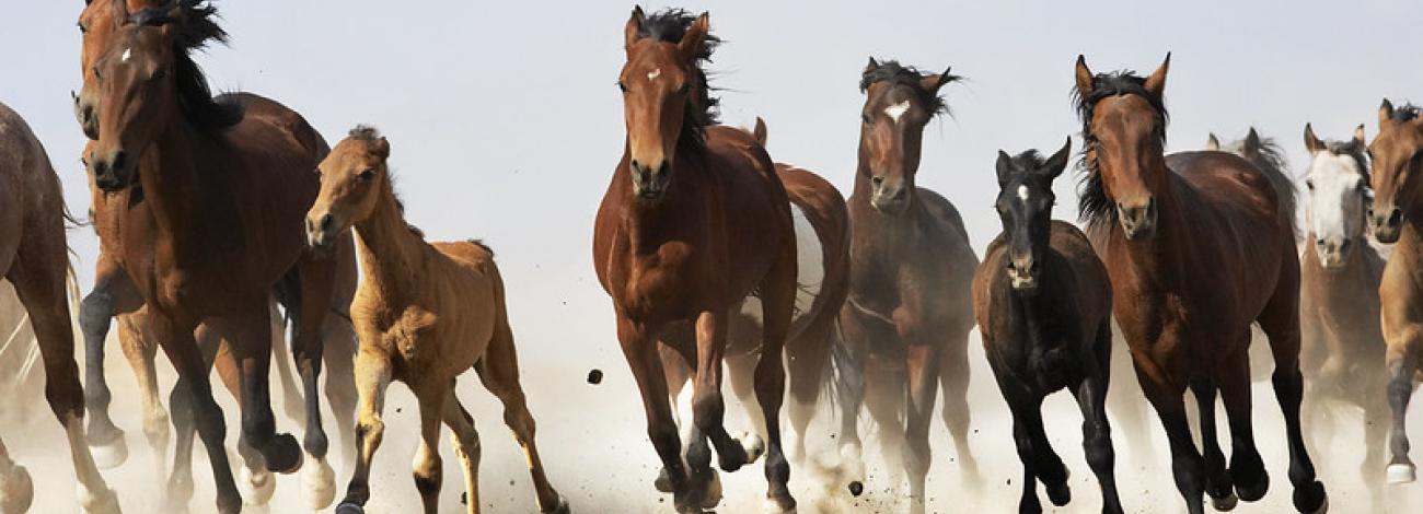 A herd of wild horses running across the landscape.